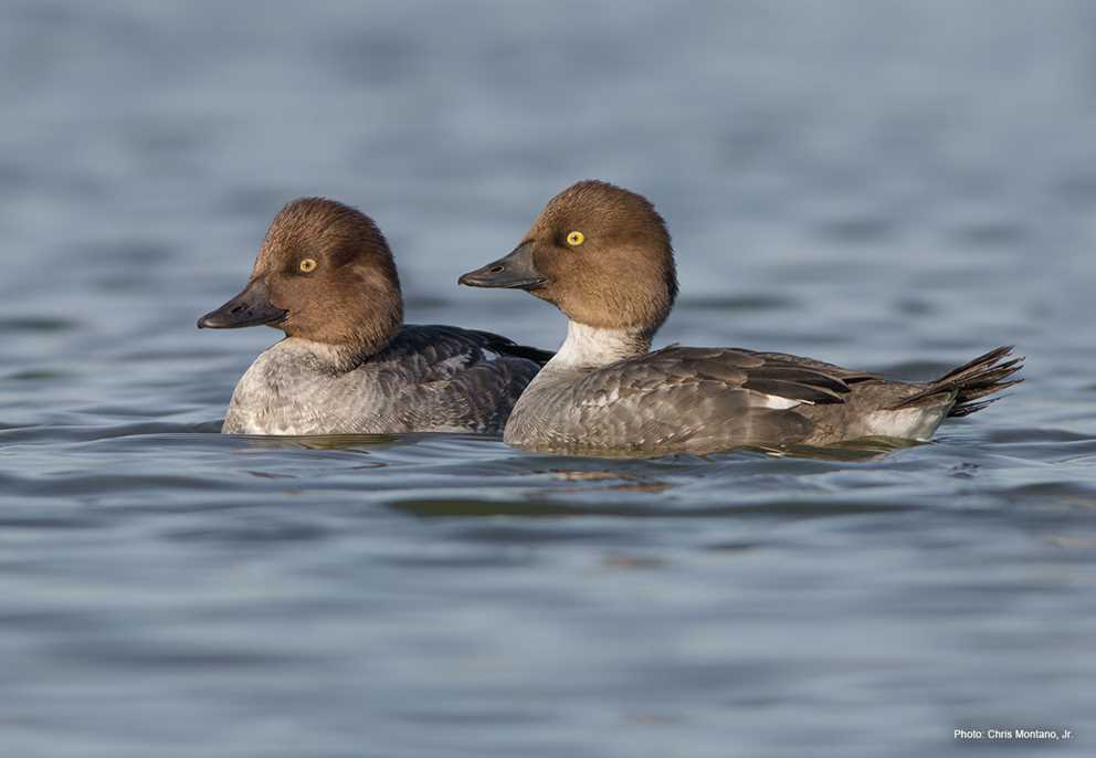 Common Goldeneye Ducks Unlimited